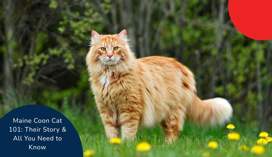 Maine Coon cat standing on grass with flowers, zigly, Maine Coon cat care tips