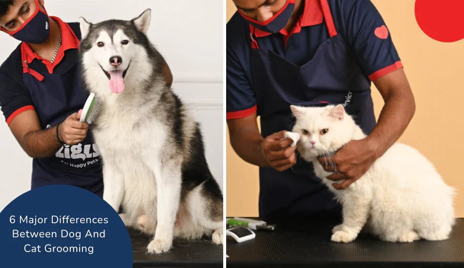 Zigly groomers brushing a husky dog and a white cat, showcasing pet grooming differences.