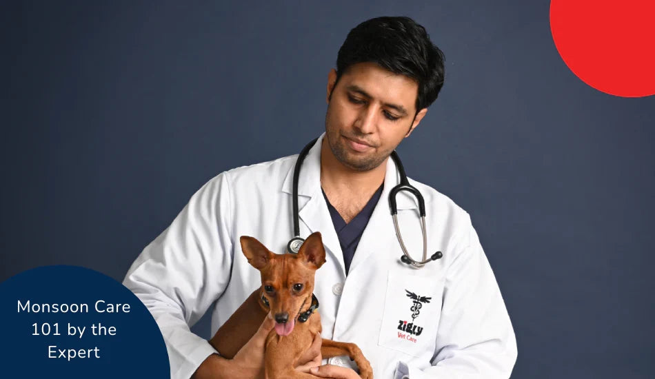 Zigly vet in white coat holding small brown dog, Monsoon Care 101 by the Expert text