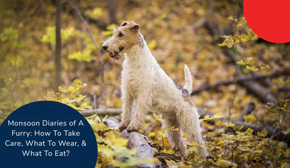 Zigly dog outdoors in autumn leaves, monsoon pet care tips, what to wear, what to eat.
