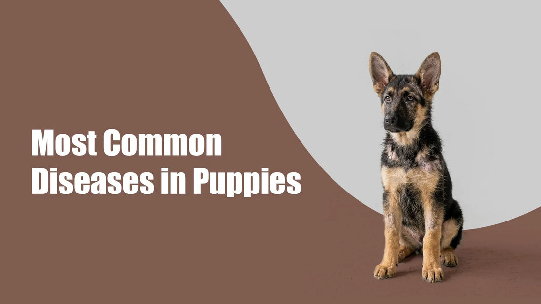 Zigly graphic of German Shepherd puppy with text 'Most Common Diseases in Puppies' on brown background