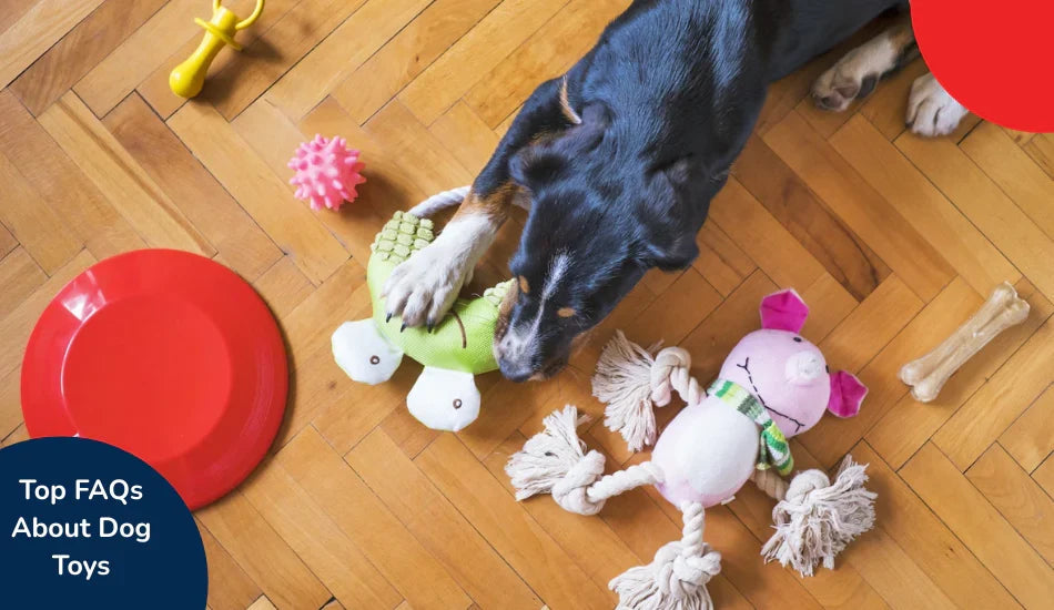 Dog playing with various toys on wooden floor, Zigly dog toy guide, top dog toy FAQs