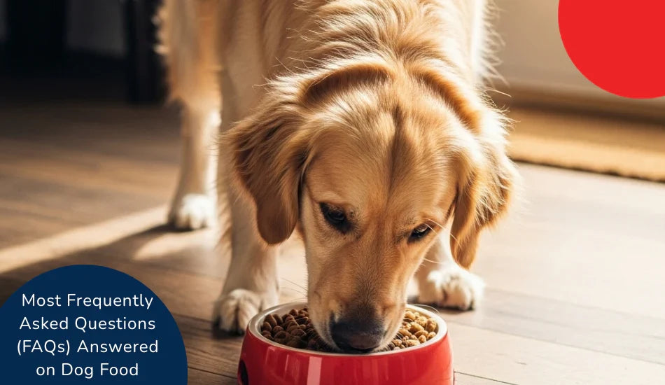 Golden retriever eating dog food from red bowl indoors, Zigly dog food FAQs answered.