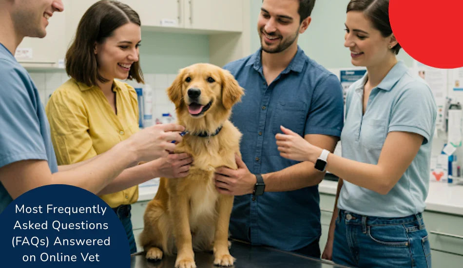 Zigly vet team with golden retriever dog in clinic, online vet consultation FAQs, smiling people
