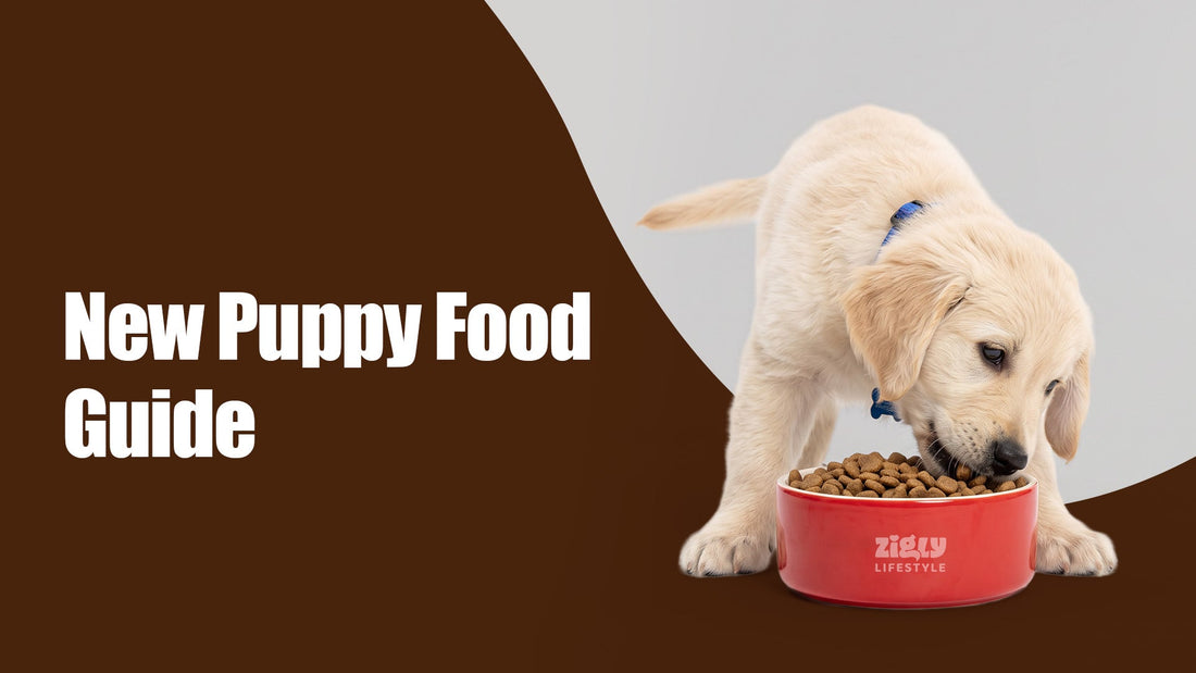 New Puppy Food Guide: What to Feed and How to Introduce It Safely