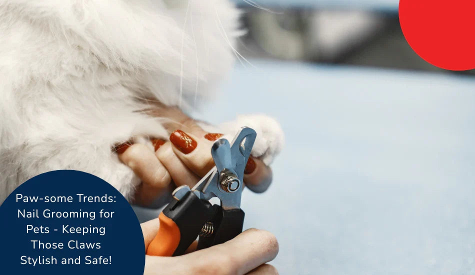 Pet nail grooming with clippers, white furry paw, zigly, stylish pet care, blue background