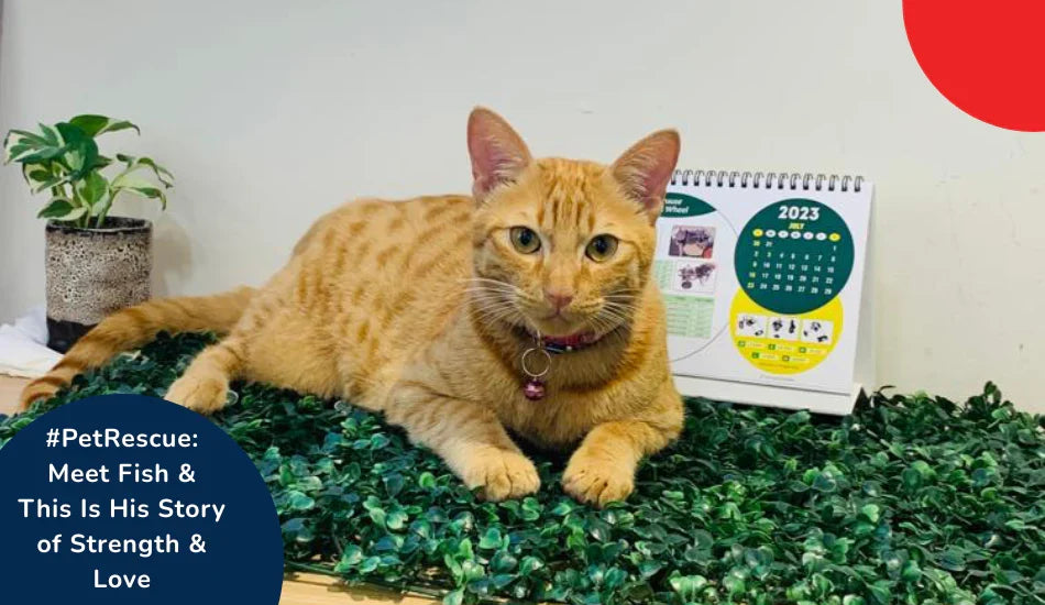 Zigly ginger cat lying on green mat near 2023 calendar and potted plant, pet rescue theme
