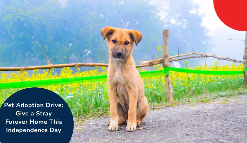 Stray dog sitting on a rural path during Zigly pet adoption drive, green field in background.