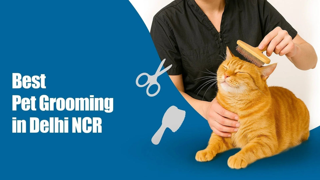 Zigly pet groomer brushing orange tabby cat, pet grooming service Delhi NCR