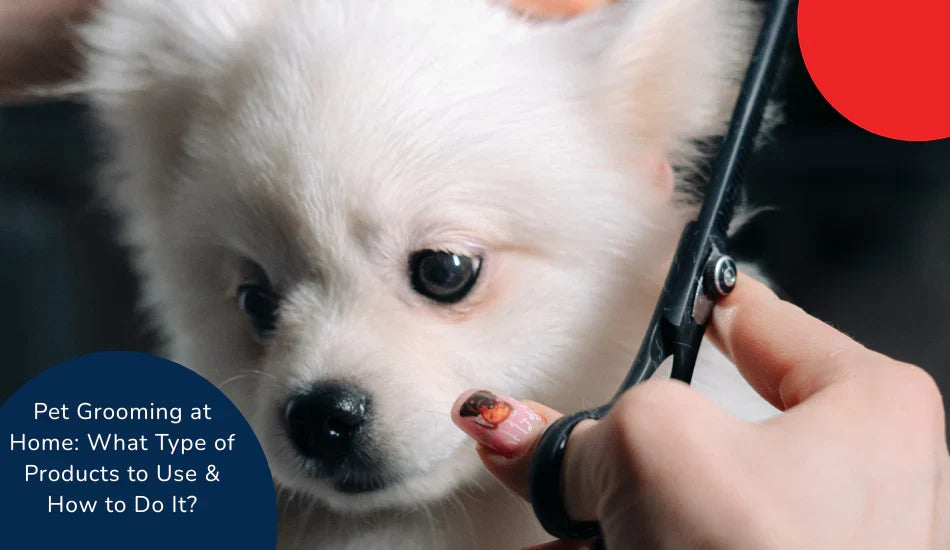 Woman grooming white puppy at home with scissors, pet care by zigly
