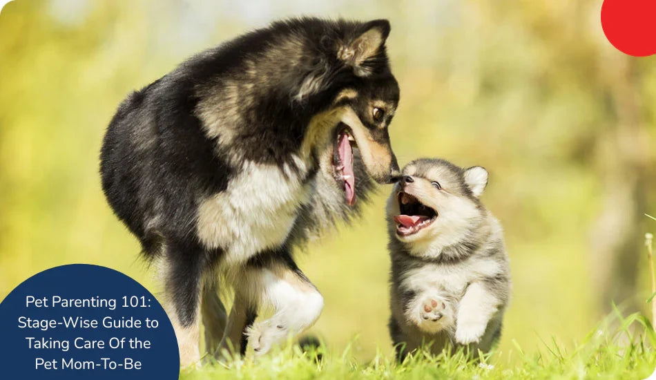 Zigly adult dog and puppy playing on grass with Pet Parenting 101 guide text overlay