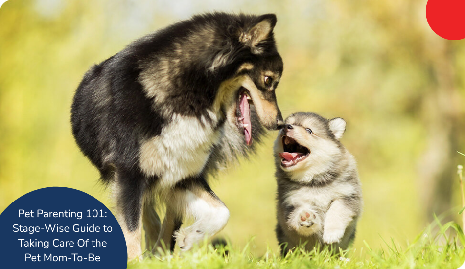 pet-parenting-101-stage-wise-guide-to-taking-care-of-the-pet-mom-to-be