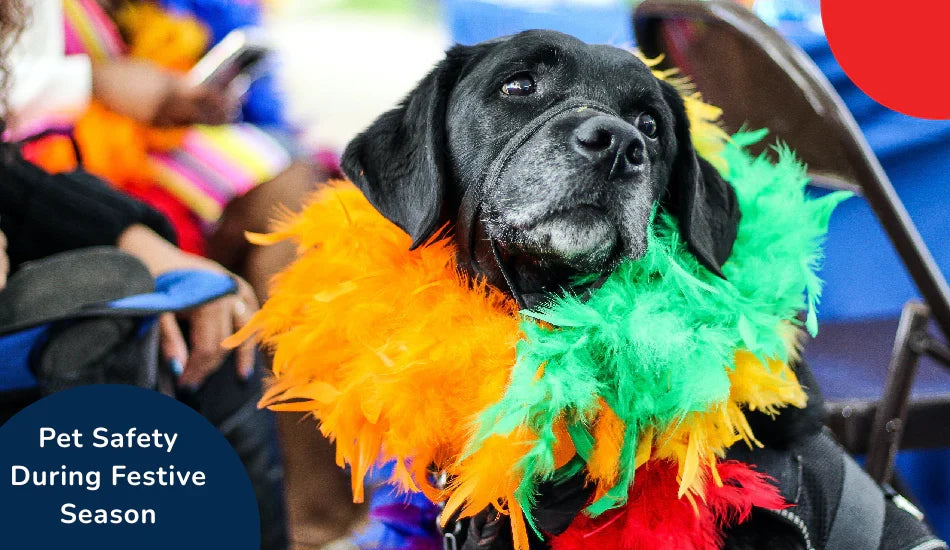 Zigly pet safety festive season image with black dog in colorful feather boa at celebration