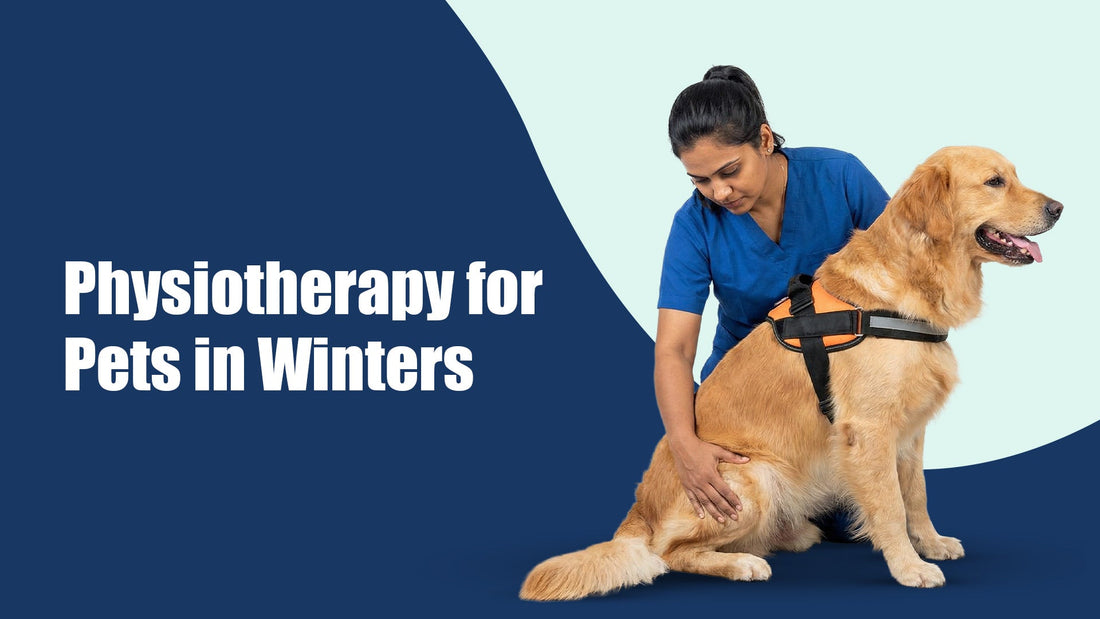 Physiotherapy for Pets in Winters: Why It Matters More Than You Think