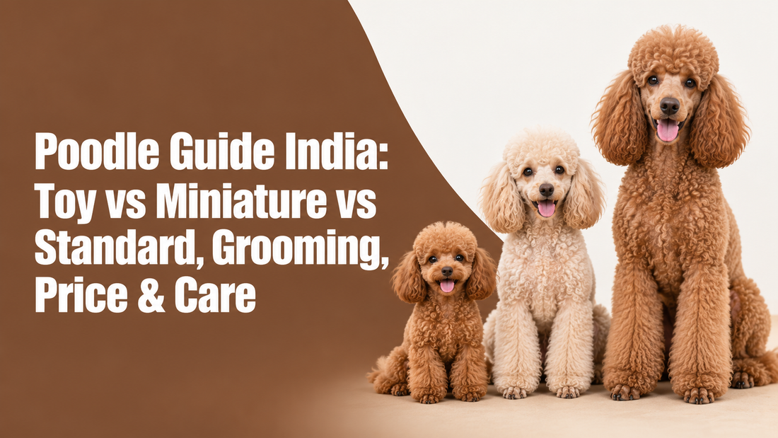 Poodle Guide India: Toy vs Miniature vs Standard, Grooming, Price & Care