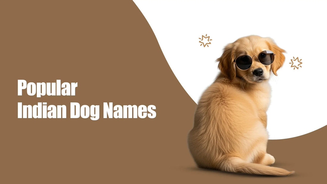 Golden retriever puppy with sunglasses on brown and white background, Zigly popular Indian dog names