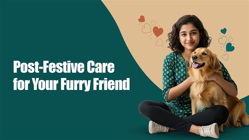 Post-Festive Detox for Pets