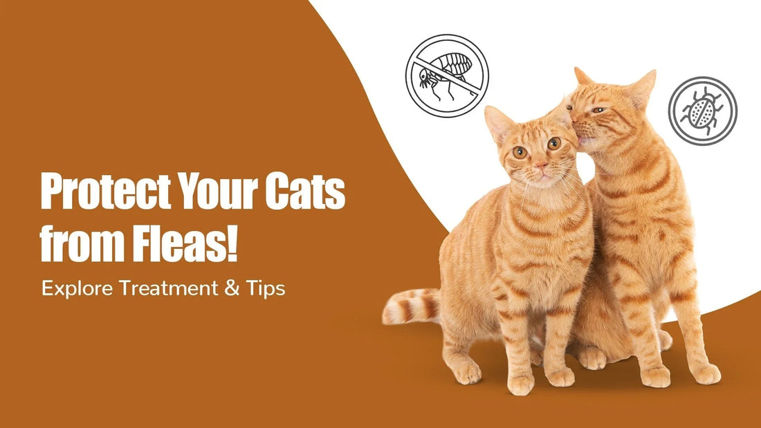Two orange tabby cats with flea icons and 'Protect Your Cats from Fleas!' Zigly pet care tips.