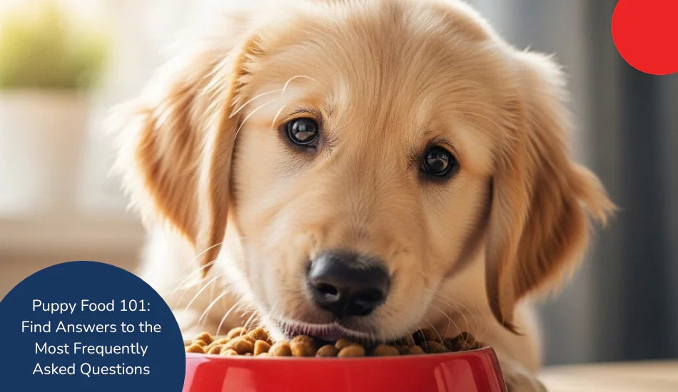 Golden retriever puppy eating from a red bowl, Puppy Food 101 FAQ text, zigly branding
