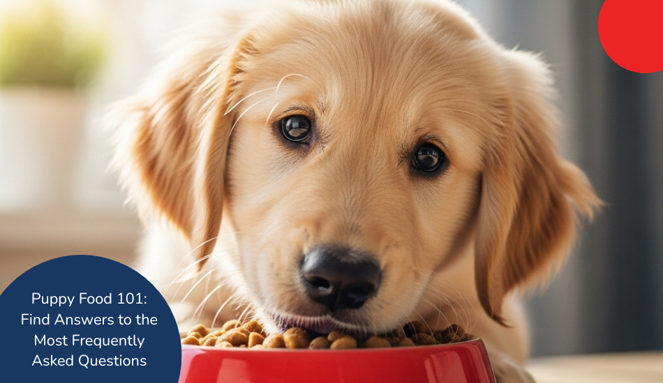your-complete-guide-to-puppy-food-types-feeding-schedule-and-nutrition