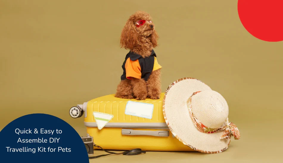 Zigly poodle in sunglasses and shirt on yellow suitcase with hat, DIY pet travel kit