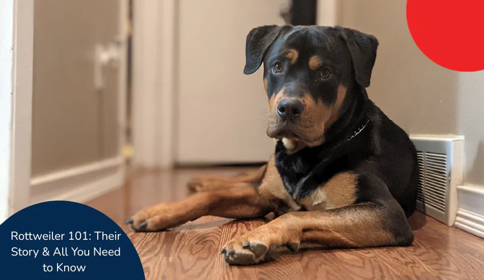 Rottweiler dog lying on wooden floor in hallway, zigly, Rottweiler 101 guide