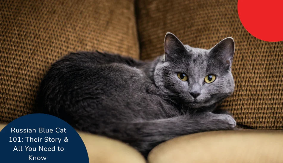 Russian Blue cat lounging on a brown sofa, zigly branding, yellow eyes, short gray fur
