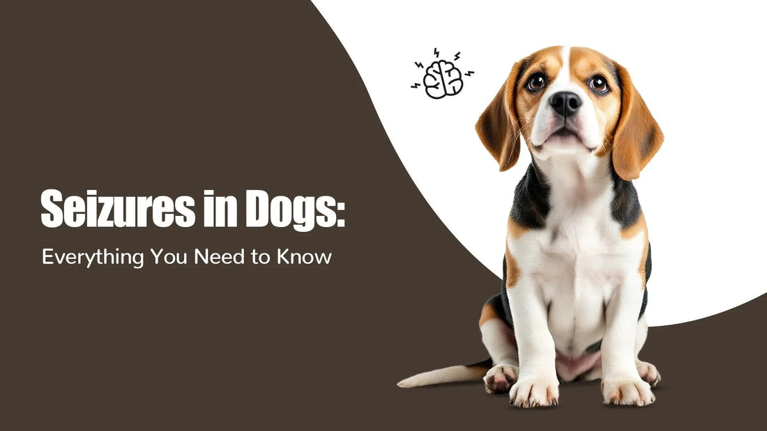 Zigly seizures in dogs guide featuring a beagle and brain icon on brown white background