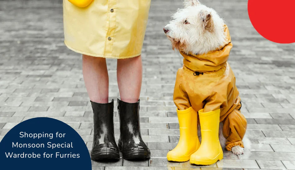Dog and person in yellow raincoats and boots on wet pavement, zigly monsoon pet wardrobe