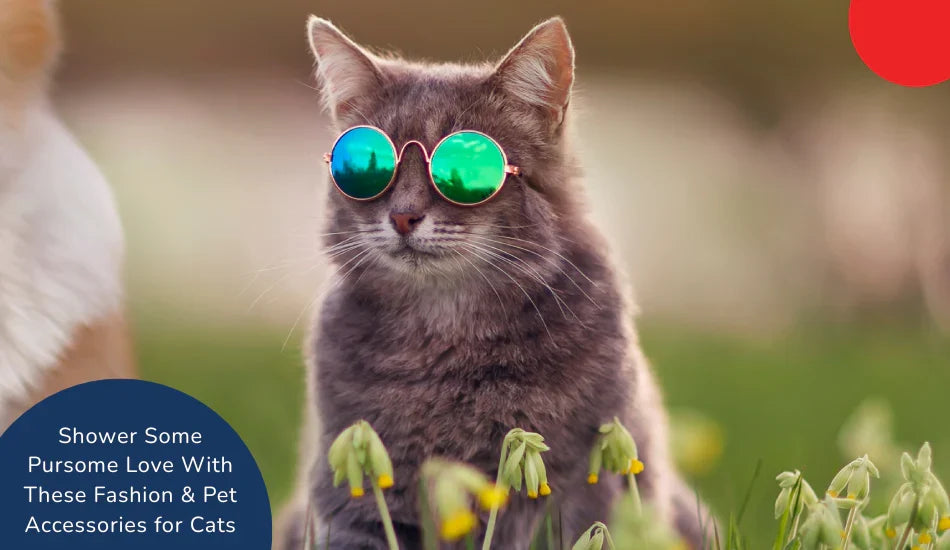 Zigly cat wearing green sunglasses outdoors, stylish pet fashion accessories for cats.