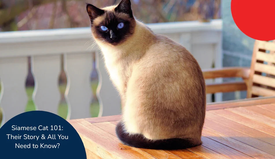 Siamese cat with blue eyes on wooden table outdoors, zigly pet care guide