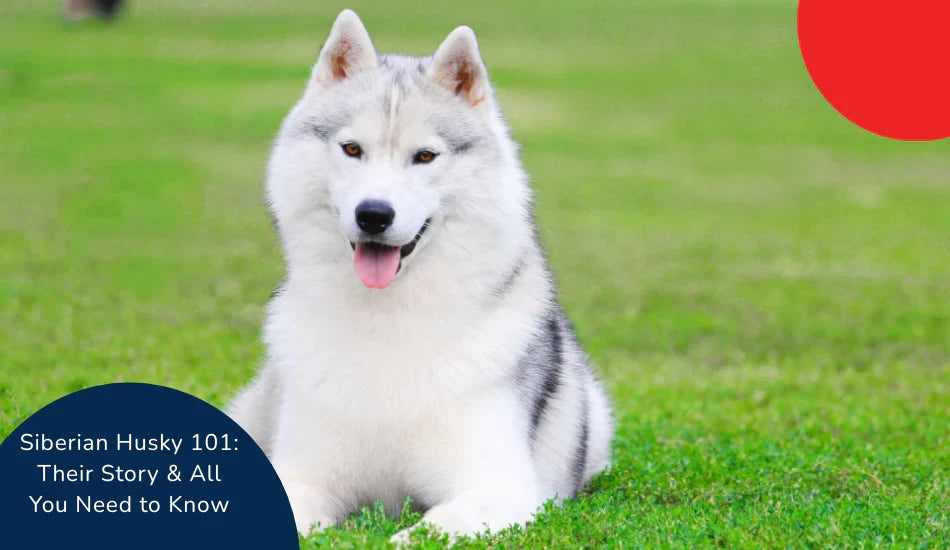 Siberian Husky sitting on green grass with zigly branding, outdoor pet image