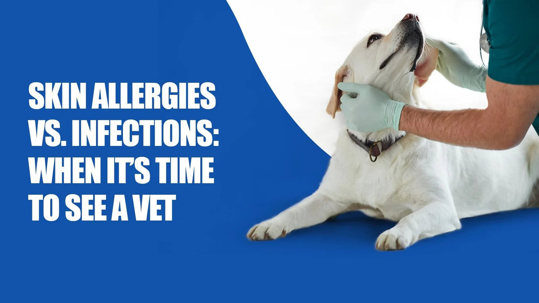 Vet in gloves examines white dog for skin allergies or infections, zigly veterinary care