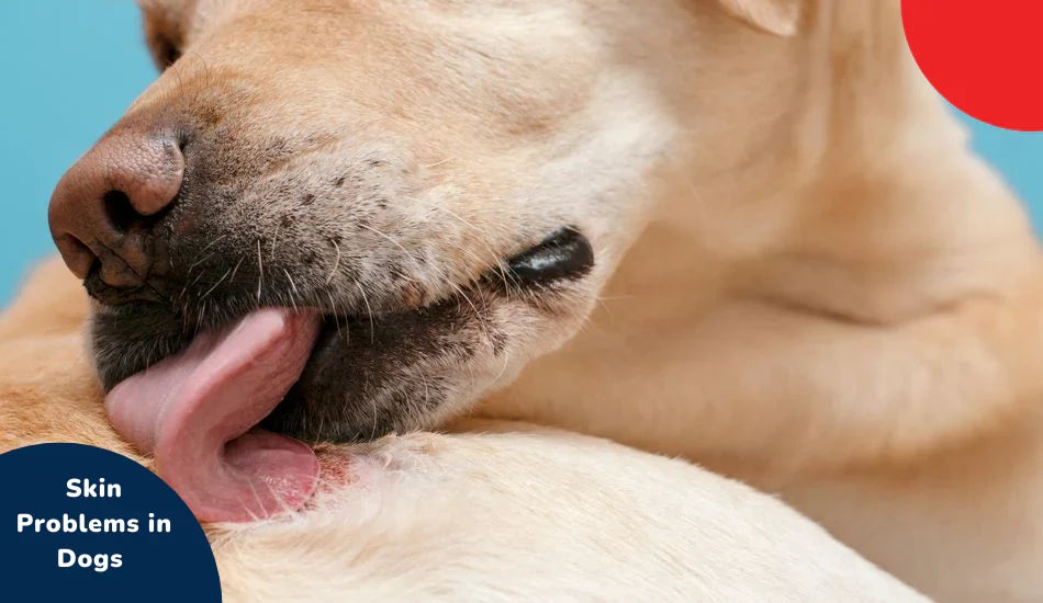 Yellow dog licking its skin, showing dog skin problems, zigly pet care focus