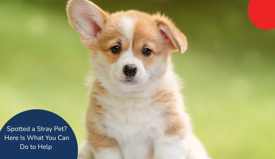 Cute brown and white puppy outdoors, zigly stray pet awareness, green blurred background