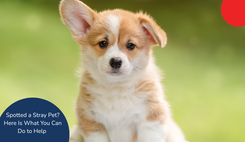 Spotted a Stray Pet? Here Is What You Can Do to Help