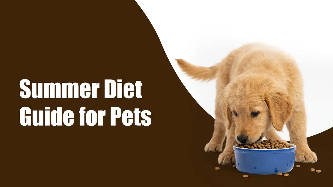 Summer Diet Guide for Pets: What to Feed Dogs and Cats in Hot Weather