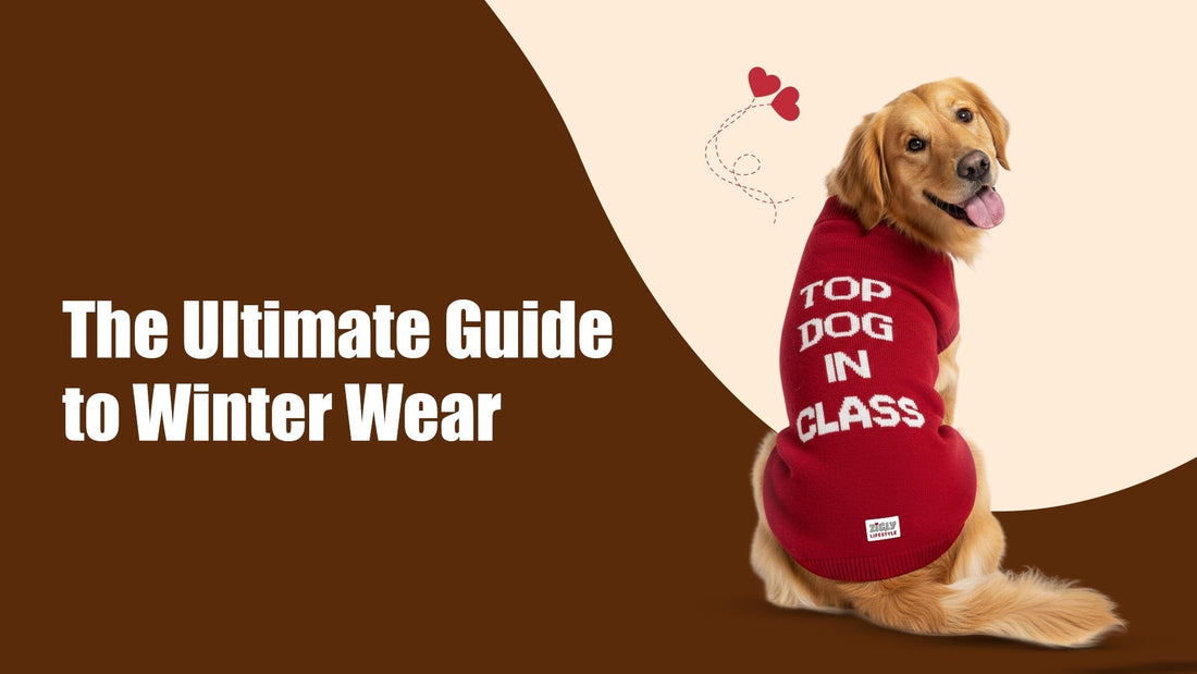 Golden retriever dog wearing red winter sweater with Top Dog In Class text and zigly label, smiling