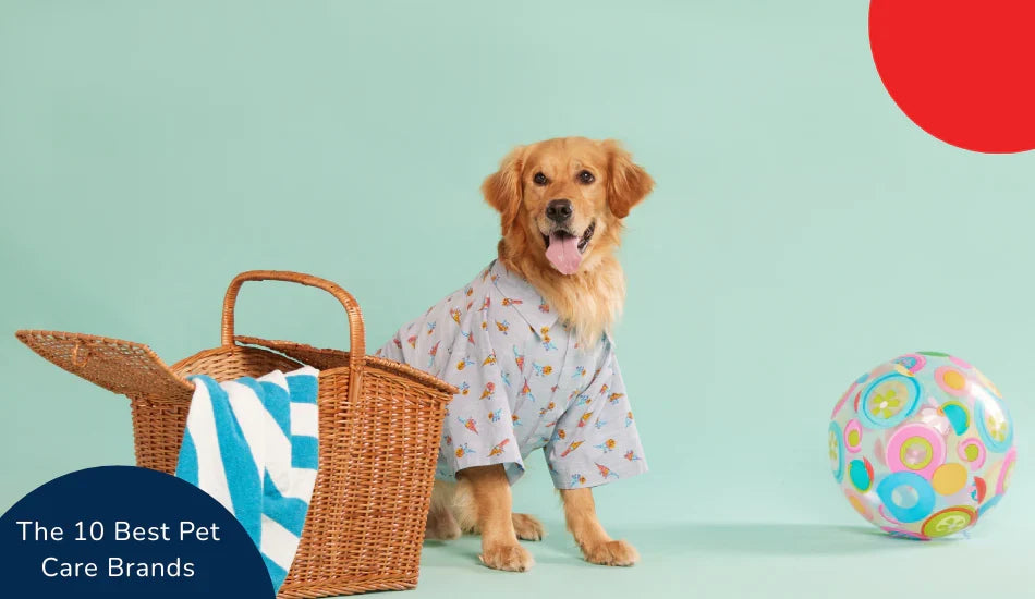 Golden retriever in shirt with picnic basket, beach towel, and colorful ball, zigly pet care