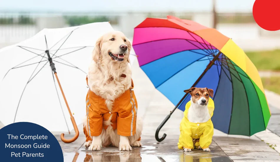 Two dogs in raincoats with umbrellas, monsoon pet care, zigly guide for pet parents