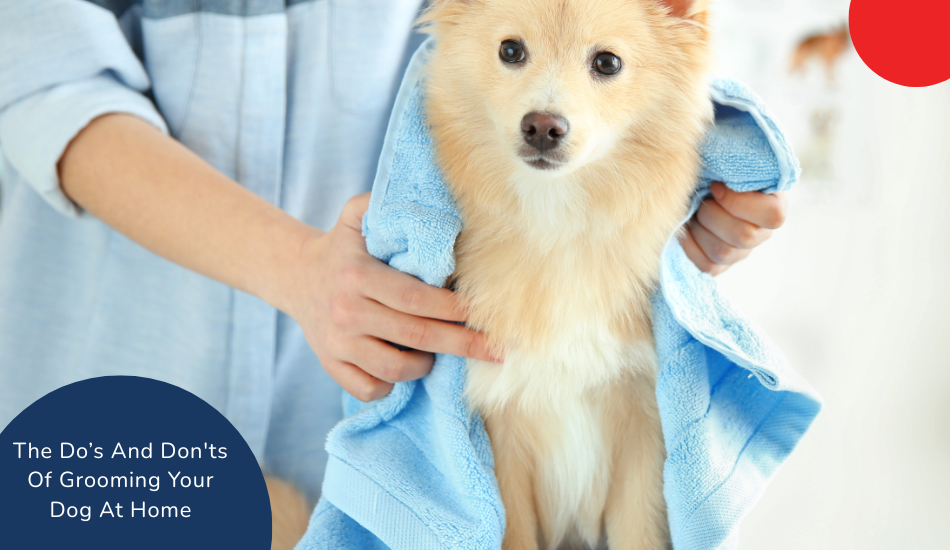 the-do-s-and-don-ts-of-grooming-your-dog-at-home