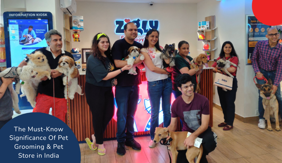 The Must-Know Significance Of Pet Grooming & Pet Store in India