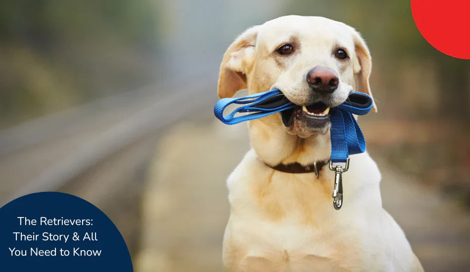 Retriever dog holding blue leash in mouth outdoors, zigly