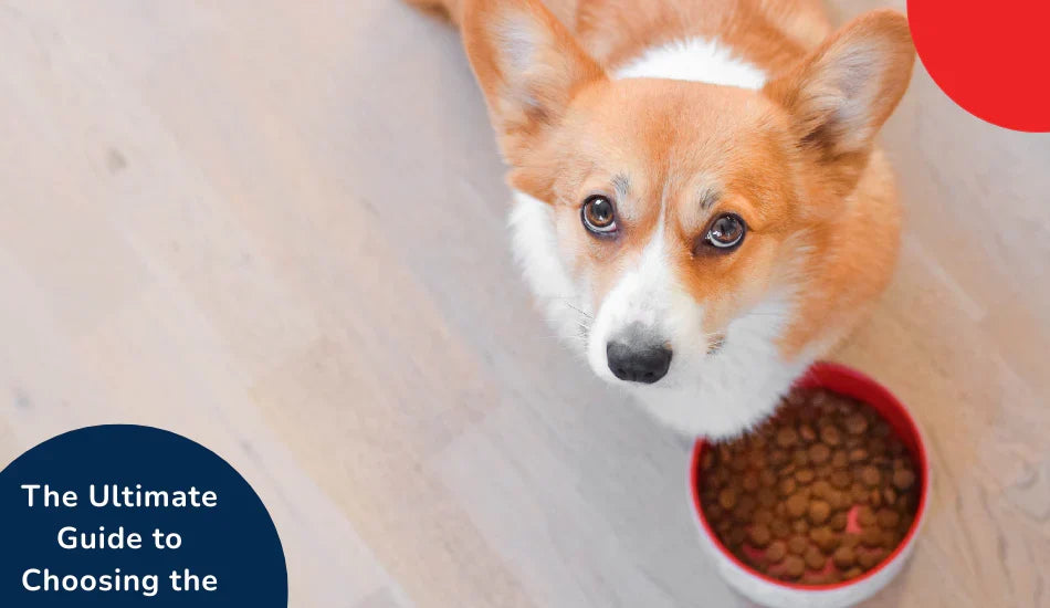 Corgi dog looking up beside a red bowl of kibble, Zigly dog food guide text overlay