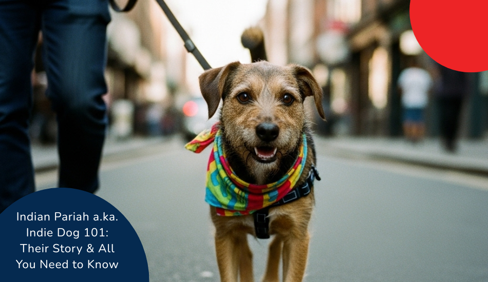 Indian Pariah a.ka. Indie Dog 101: Their Story & All You Need to Know