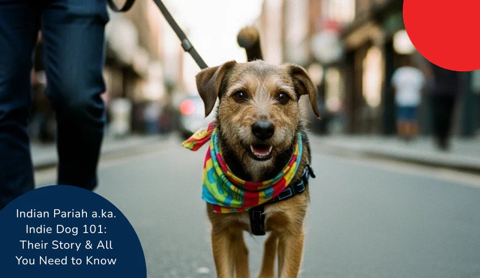 Indian Pariah dog in colorful bandana on city street with zigly branding, Indie Dog 101 info