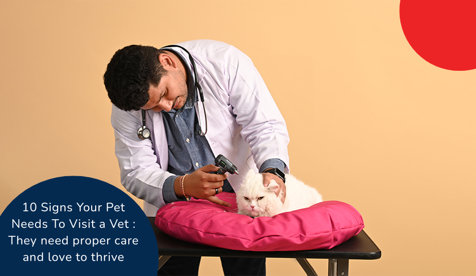 10 Signs Your Pet Needs To Visit a Vet : They need proper care and love to thrive