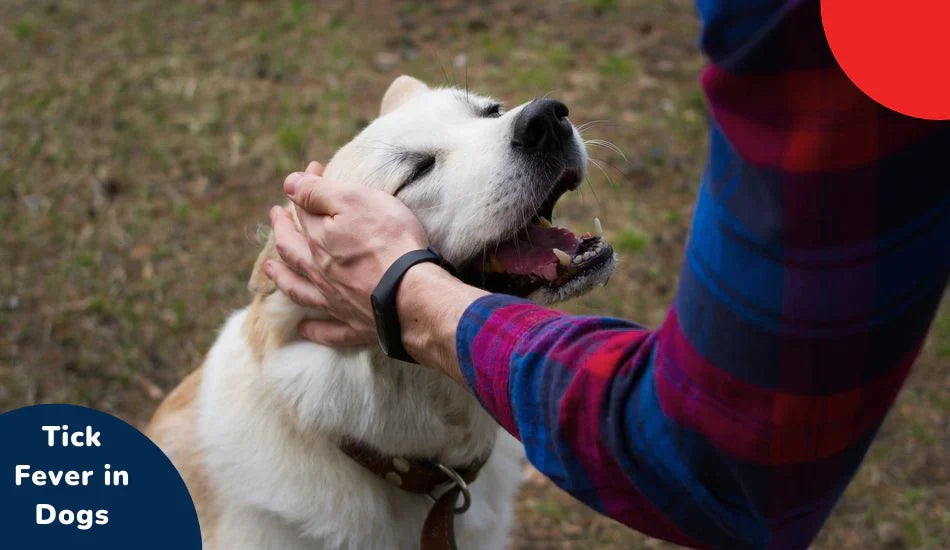 Person petting a happy white dog outdoors, tick fever in dogs text, zigly