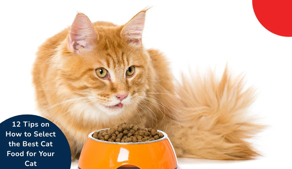 Orange cat with fluffy tail eating dry cat food from orange bowl, zigly pet care tips