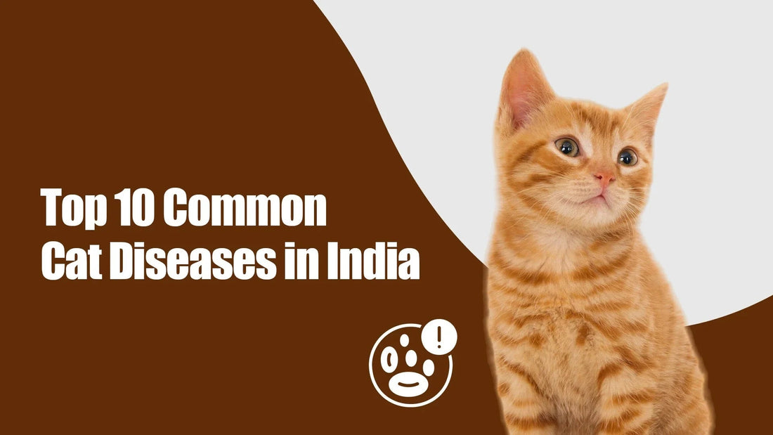 Zigly guide image with orange cat and text 'Top 10 common cat diseases in India' on brown background